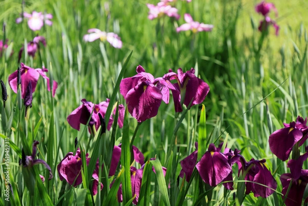 Fototapeta 都心散歩　浜離宮ハナショウブの頃