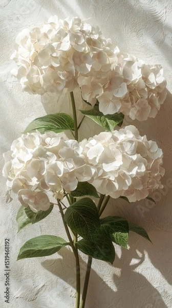 Fototapeta Bright White Hydrangea Flowers with Sunlight Shadows on Textured Background sunlight bright flower