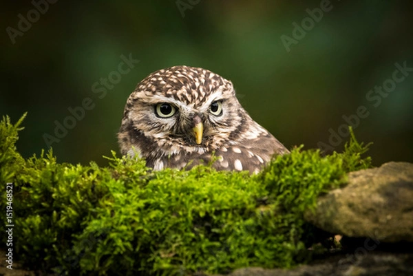 Fototapeta Little owl looking over top of moss-covered wall
