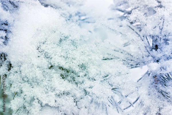 Fototapeta Pine tree branches are covered frost, nature winter background, snowy fir needles close up. Wintertime outdoors natural scene, holiday mood, it is snowing. Wintry forest aesthetics snowy pine trees