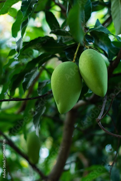Obraz Mango Nam Dok Mai, Mango Tree, Products Waiting for Harvest, Healthy Fruit and Good Eating