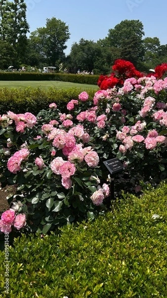 Obraz pink flower bed