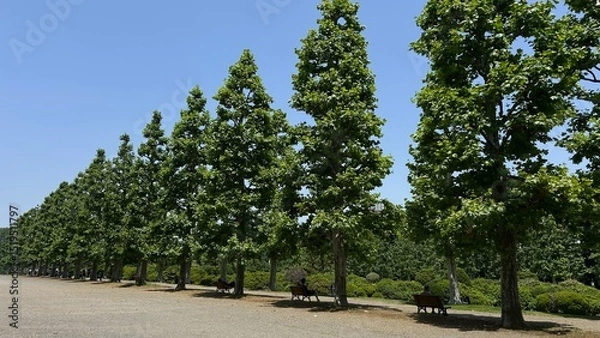 Obraz trees in the park
