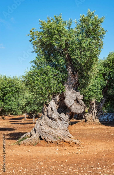 Fototapeta old olive tree with twisted trunk in an orchard with red earth in Puglia in italy