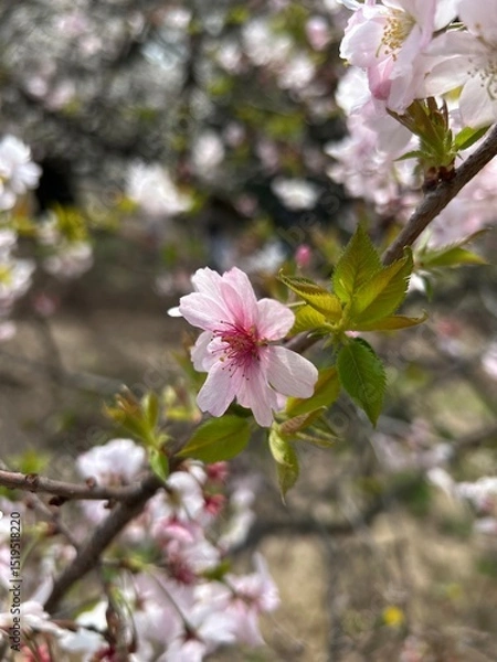 Obraz pink cherry blossom