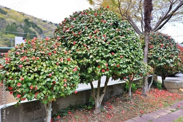 Obraz 빨갛게 핀 동백나무와 정원 풍경