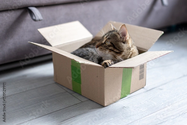 Fototapeta The cat is sitting in a cardboard box
