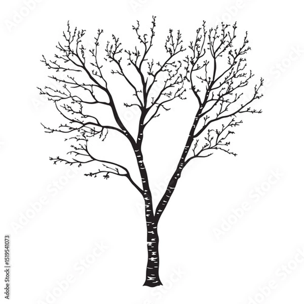 Fototapeta Simple White Background Birch Tree