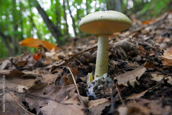 Obraz Amanita Falloide