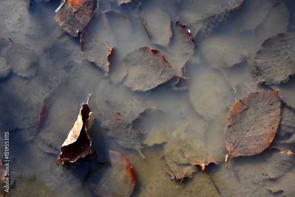 Obraz Puddle with cloudy water and dead leaves