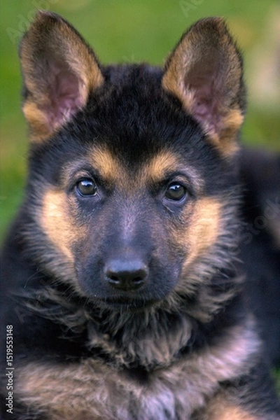 Fototapeta close-up head only front on portrait of alsatian german shepherd puppy dog