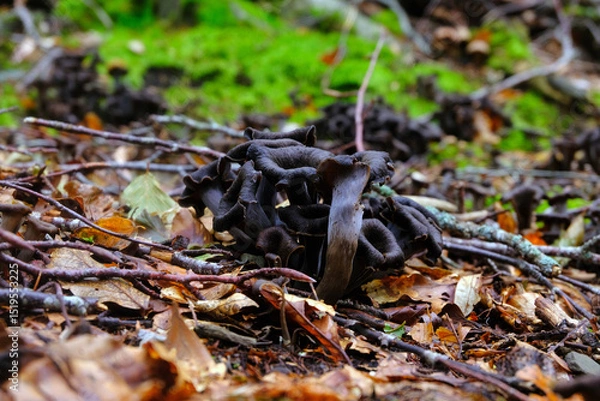 Obraz Craterellus cornucopioides