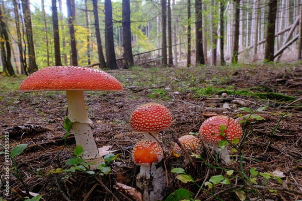 Obraz Amanita Muscaria