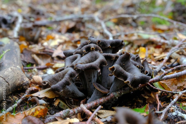 Obraz Craterellus cornucopioides