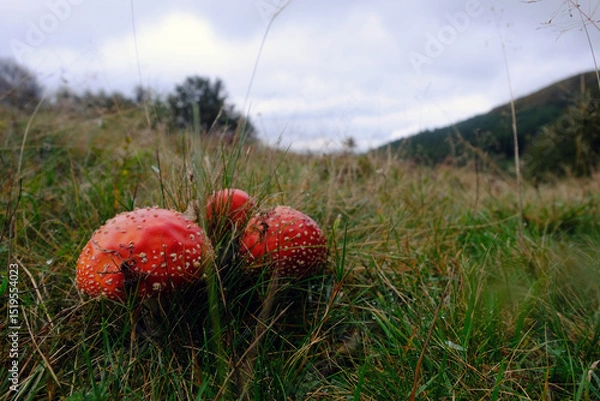Obraz Amanita Muscaria