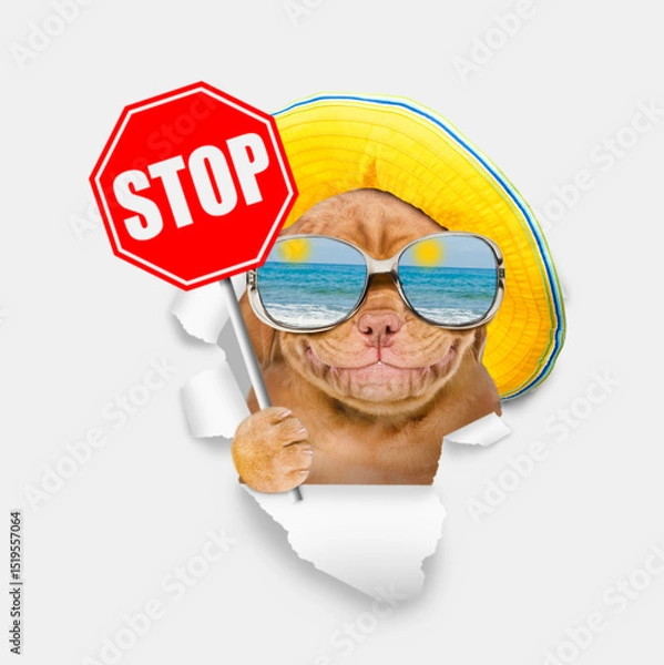 Obraz Happy Mastiff puppy wearing mirrored sunglasses and summer hat looking through the hole in white paper and showing stop sign