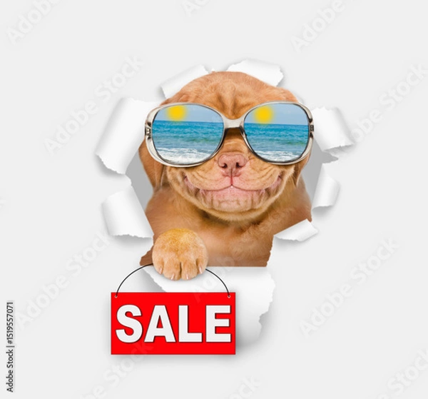 Obraz Happy Mastif puppy wearing mirrored sunglasses looking through the hole in white paper and showing signboard with labeled "sale"