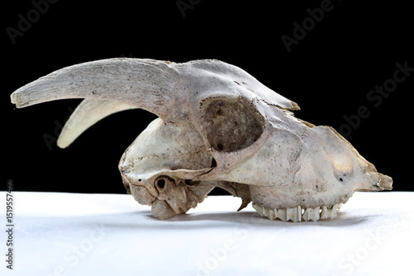 Obraz skull on a white background