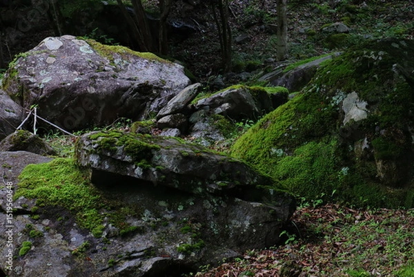 Obraz 苔の森にある巨石群