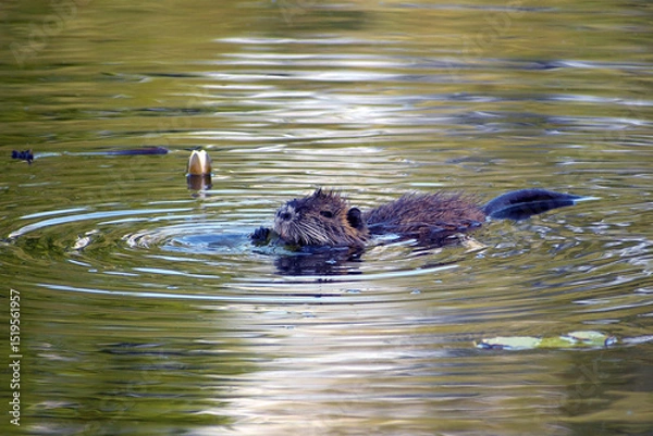 Obraz nutria