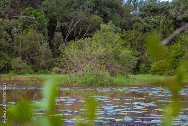 Fototapeta The beautiful Lily Lake in Karura Forest, Nairobi, Kenya 