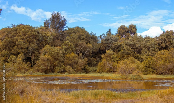 Fototapeta The beautiful Lily Lake in Karura Forest, Nairobi, Kenya with blue sky and fresh grass in the foreground