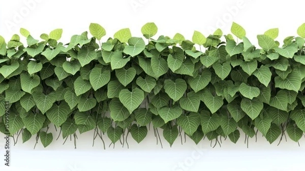 Obraz Lush wall of broad, green leaves with light shining through, against a white wall
