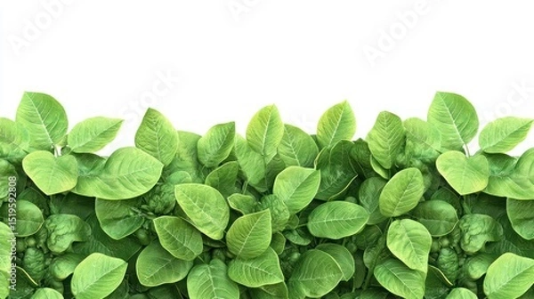 Obraz Close-up view of vibrant green leaves covering lower portion of white background