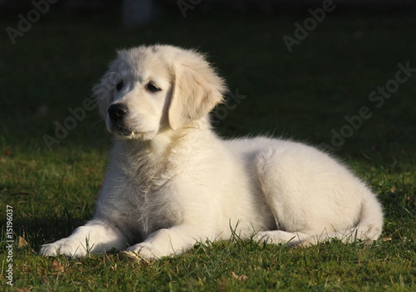 Obraz golden retriever