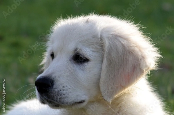 Obraz golden retriever