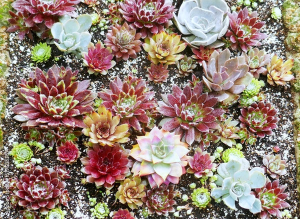 Obraz Miniature succulent cactus small there are many varieties plants at the garden,top view