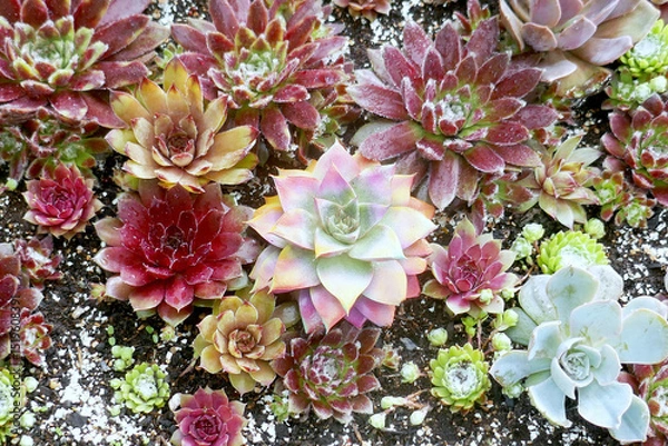 Obraz Miniature succulent cactus small there are many varieties plants at the garden,top view