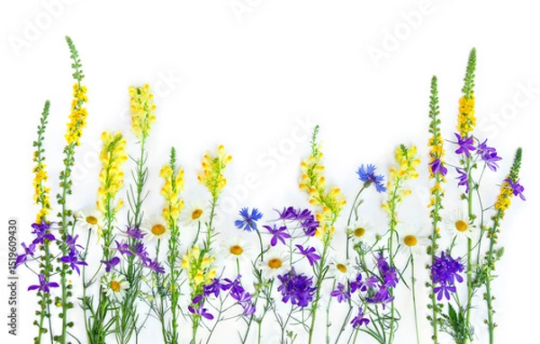 Obraz Yellow, blue and violet wildflowers: Cornflower, Consolida ( larkspur ), chamomile, linaria on a white background with space for text. Top view, flat lay
