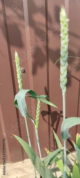 Obraz Green ears of wheat