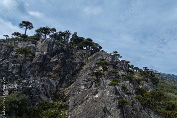 Fototapeta Araucaria araucana trees growing on rocky mountainside under cloudy sky in Patagonia. Neuquen, Argentina