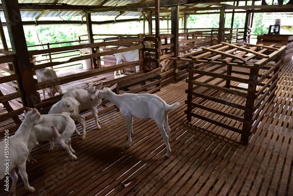 Fototapeta Modern Goat Pen Interior with White Goats on Wooden Slatted Flooring. This image captures a clean, well-structured wooden goat pen housing several white goats in a modern livestock barn.