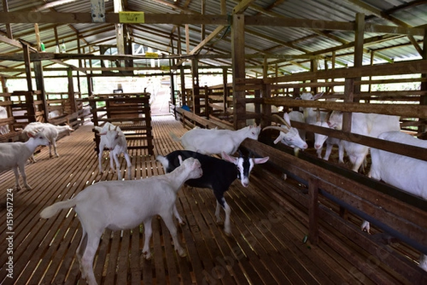 Fototapeta Modern Goat Pen Interior with White Goats on Wooden Slatted Flooring. This image captures a clean, well-structured wooden goat pen housing several white goats in a modern livestock barn.