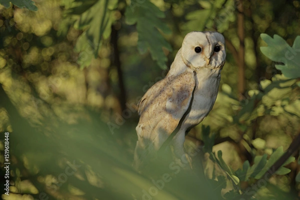 Fototapeta barn owl sitting on branches in the evening sunlight. 3D Rendering