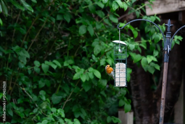 Obraz robin close up on bird feeder
