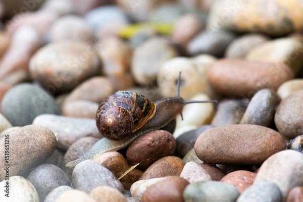 Obraz snail on garden pebbles