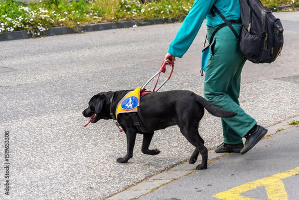 Obraz A guide dog leads a man along a city street. A black Labrador with an identification cape and a special harness helps a visually impaired person.