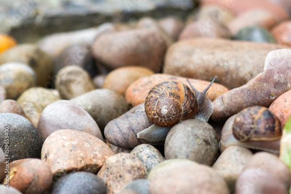 Obraz snail on pebbles 
