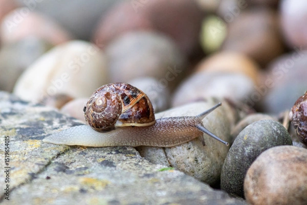 Obraz snail on a stone