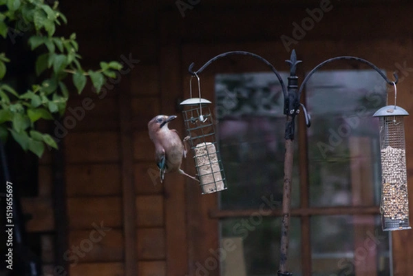 Obraz blue jay on bird feeder