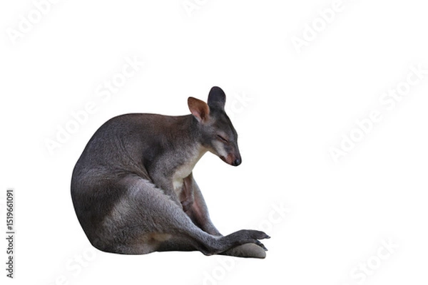 Fototapeta A wallaby is sleeping isolated on transparent background png file