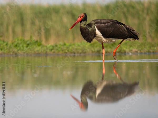 Obraz Black stork, Ciconia nigra