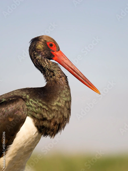 Obraz Black stork, Ciconia nigra
