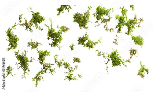 Obraz Green moss scattered, isolated on white background, top view, vector illustration, nature texture, organic design, fresh moss, nature pattern, natural elements, botanical style.