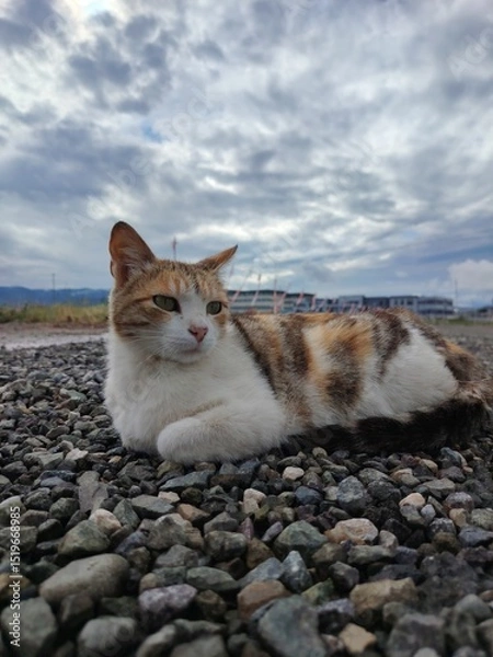 Obraz cat on the rock