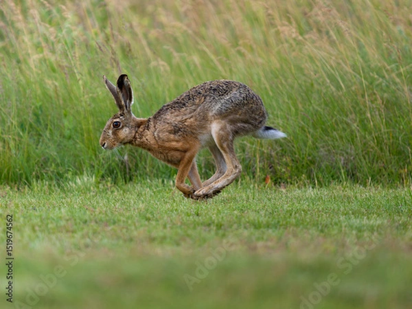 Obraz European brown hare, Lepus europaeus,